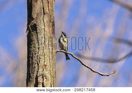North American Bird  Yellow-rumped Warbler (setophaga Coronata) Perched On The Branch Tree