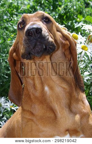 Bloodhound With Smirky Look On Face And Moist Black Nose