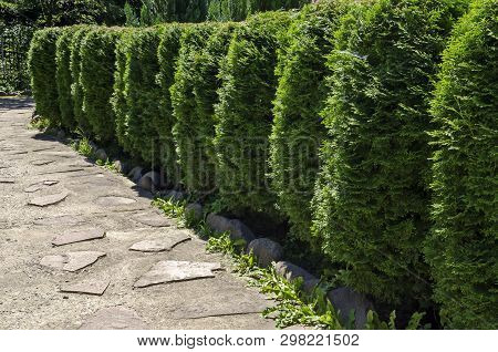 Natural Background Of Buxus Bush Or Buxus, Ideal For Garden Design With Shape And Green Leaves All Y