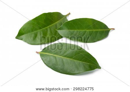 Fresh green Indonesian bay leaves isolated on white background