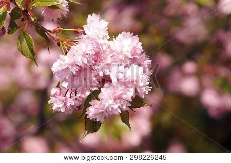 Spring Blooming Of Sakura.  Kiku Shidare Sakura. Copy Space.