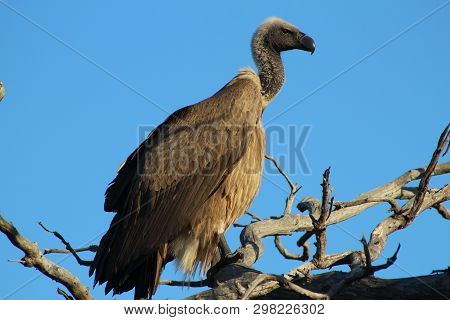 Cape Griffon Vulture In Tree Against Blue Sky