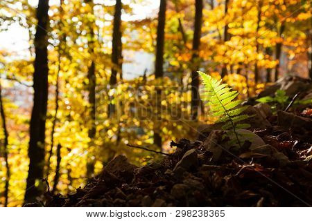 Fern Leaf Close Up, Autumn Background. Beauty In Nature. Autumn Lansdscape