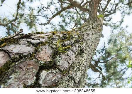 Closeup Tree At Arashiyama Or Mount Arashi In Kyoto, Japan.