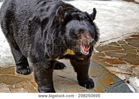 Himalayan Bear (lat. Ursus Thibetanus). On The Chest There Is Always A White Spot In The Shape Of Th