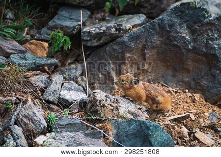 Pika Rodent On Stones In Highlands. Small Curious Animal On Colorful Rocky Hill. Little Fluffy Cute 