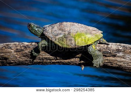 April 22 2019 Windsor Ontario Ojibway Park Wildlife Reptiles Turtles Map Turtle Conservation Status 