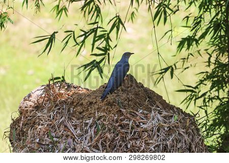 Cuckoo Birds In Tropical Forest Nature Background In Thailand.