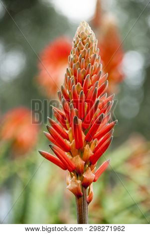 Orange, Orange Spiky Flowers, Aloe Vera, Gardens, Bright Color, Beauty, Love, Passion, Brightness, P
