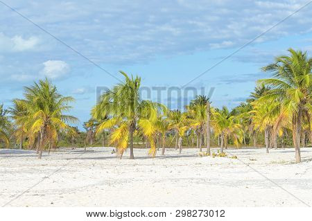 Oconut Palm Brightly Stands Out Against The Background Of A Cloudy Sky