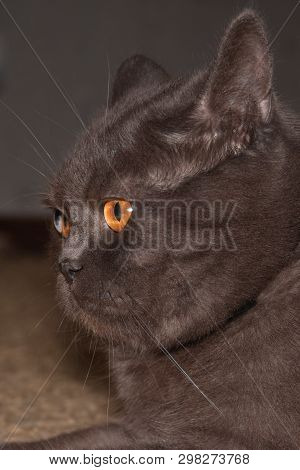 Solid Gray Fat British Cat With A Serious Expression, Profile Portrait Close Up