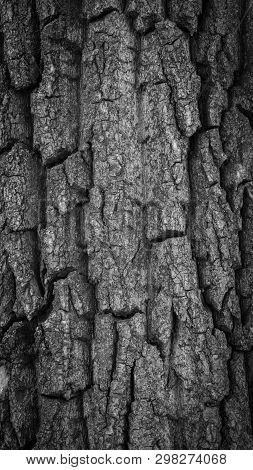 Cut Of A Tree As A Background Texture For Artists