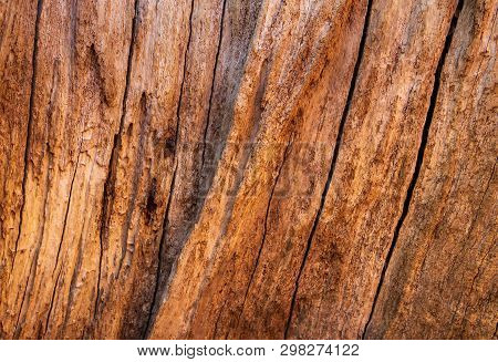Cut Of A Tree As A Background Texture For Artists
