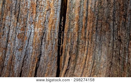 Cut Of A Tree As A Background Texture For Artists