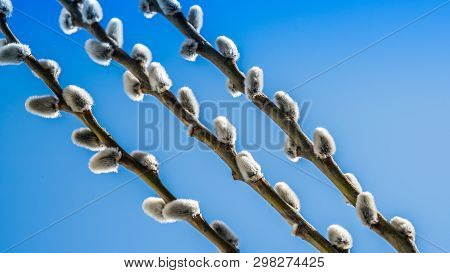 Willow Twigs Bloom In The Trees, Spring Has Come