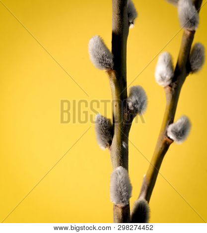 Willow Twigs Bloom In The Trees, Spring Has Come