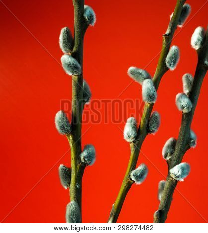 Willow Twigs Bloom In The Trees, Spring Has Come