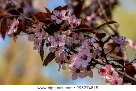 Flowers Bloom On Fruit Trees, Spring Has Come