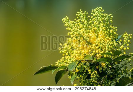 Yellow Flowers Bloom In The Trees, Spring Has Come