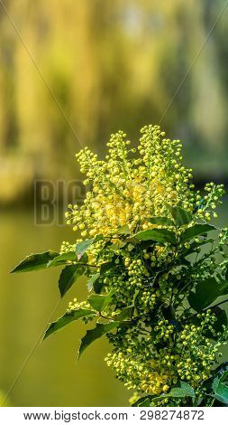 Yellow Flowers Bloom In The Trees, Spring Has Come