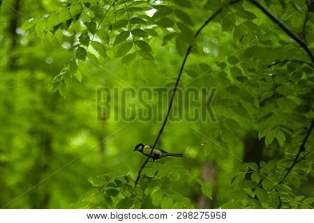 A Small Yellow-gray Tit Sits On A Branch Against A Background Of Green Forest. Paridae Close-up