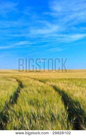 Tarwe veld tracks met een heldere hemel in het voorjaar van