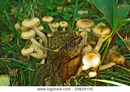 Mushroms ในป่า