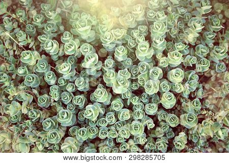 Green Grass Texture With Selective Focuse. Rosetta Stonecrop Or Sedum Rosetta. Beautiful Abstract Na