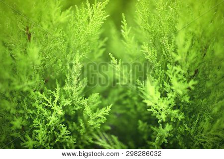 Natural Green Plants Landscape Using As A Background. Fresh Concept. Ecology.