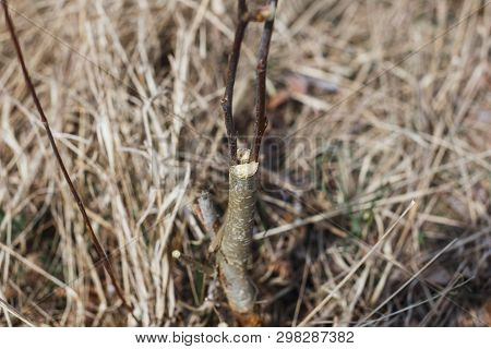 Inoculation In The Spring Of Apple Trees In Raspis. Crossbreeding