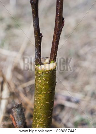 Inoculation In The Spring Of Apple Trees In Raspis. Crossbreeding