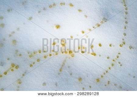 Animal Yellow Urine Pee In Fresh Snow