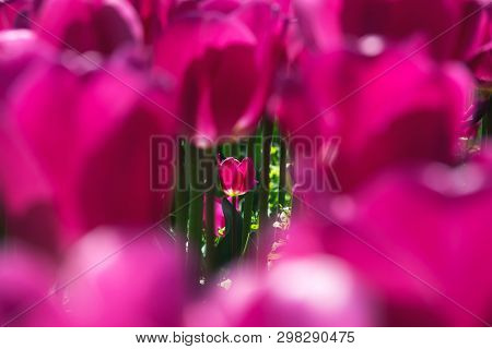 Close-up Of A Pink Tulip On An Abstract Background Of Pink Tulips. Natural Background. Garden Plant.