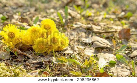 Blooming In Early Spring Bush Coltsfoot. Yellow Bright Flowers