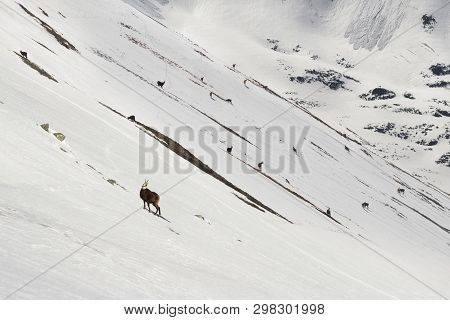 Tatras, Goats On Top