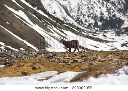 Tatras, Goats On Top