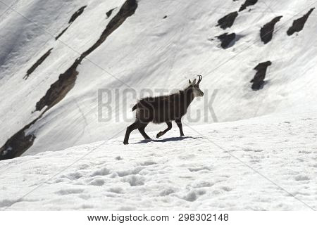 Tatras, Goats On Top