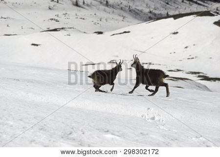 Tatras, Goats On Top