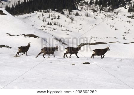 Tatras, Goats On Top