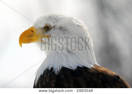 Águila calva americana