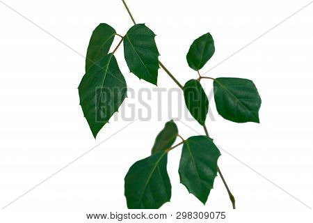 Dark Green Leaves Of Monstera Or Split Leaf Philodendron The Tropical Foliage Plant Isolated On Whit