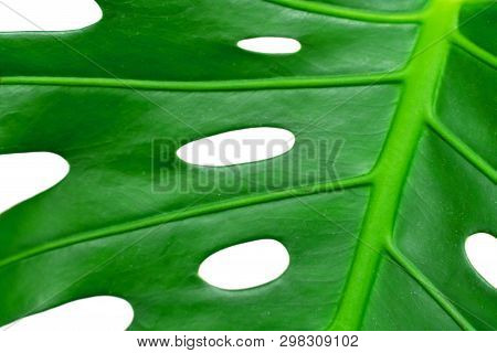 Dark Green Leaves Of Monstera Or Split Leaf Philodendron The Tropical Foliage Plant Isolated On Whit