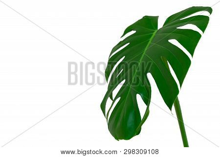 Dark Green Leaves Of Monstera Or Split Leaf Philodendron The Tropical Foliage Plant Isolated On Whit