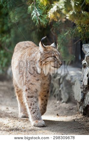 Eurasian Lynx (lynx Lynx) Wild Cat Occurring From Northern, Central And Eastern Europe To Central As