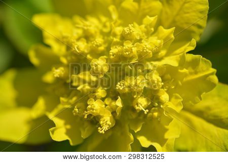 Cushion Spurge Yellow Flowers - Latin Name - Euphorbia Epithymoides (euphorbia Polychroma)