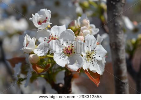 Japanese Pear Hosui - Latin Name - Pyrus Pyrifolia Hosui