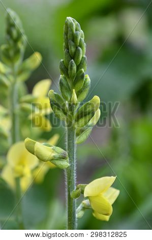 False Lupine - Latin Name - Thermopsis Lanceolata