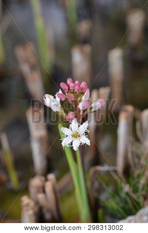 Common Bogbean - Latin Name - Menyanthes Trifoliata
