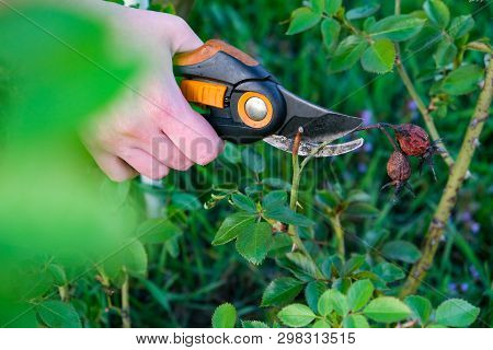 Flower Gardening And Maintenance Concept. Close Up Shot Of Women Hands With Pruning Shears Working I