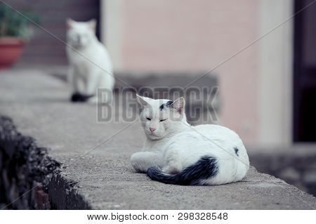 White Cats With Black Tails Posing In Grass. Close Image Cat Oudoor In Garden